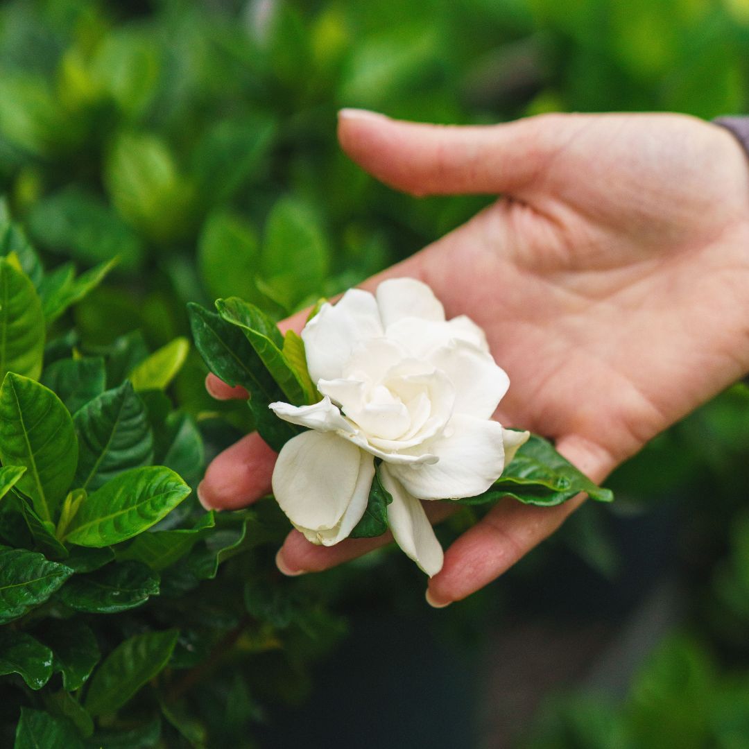 Gardenia Bush – 6″ Pot
